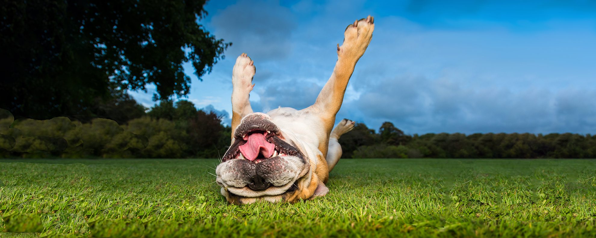 Upside Down Dog on Grass